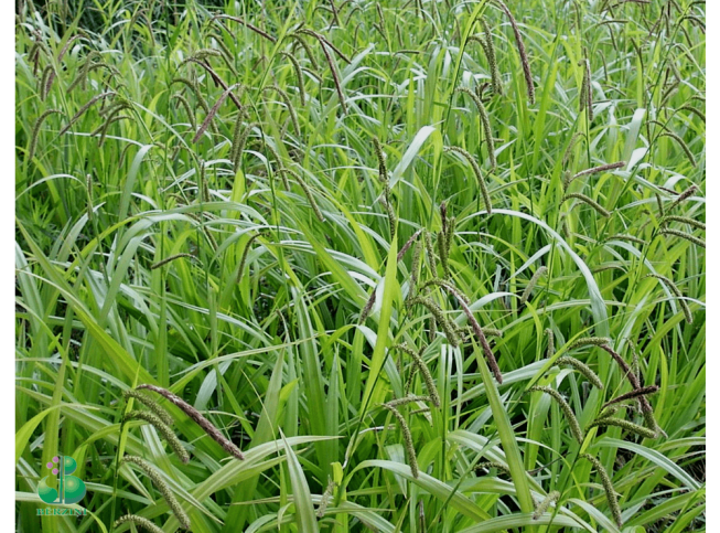 Carex pendula